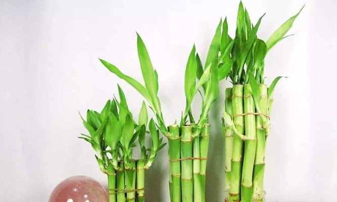 打造健康的富贵竹——水养技巧大揭秘（培育绿色环保的幸福竹，让你拥有健康美好的生活。）