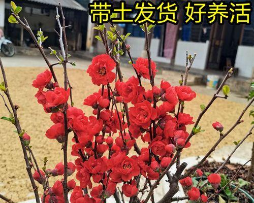 长寿冠海棠的夏季管理技巧（打造生命力旺盛、色彩丰富的花园）