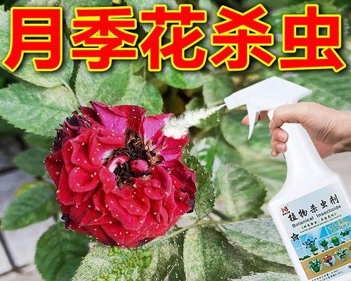 玫瑰花的病虫害防治（常见病虫害及预防方法）