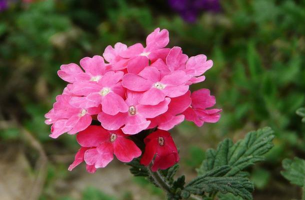 美女樱，日本国宝级的美丽之花（花开花落，诉说千年之美）