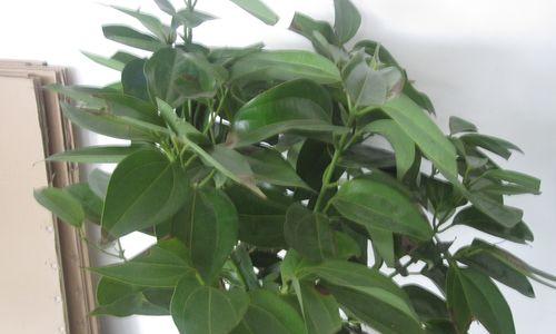 盆栽平安树的栽培管理技巧（从选种到养护，教你让平安树长成健康美丽的绿植）