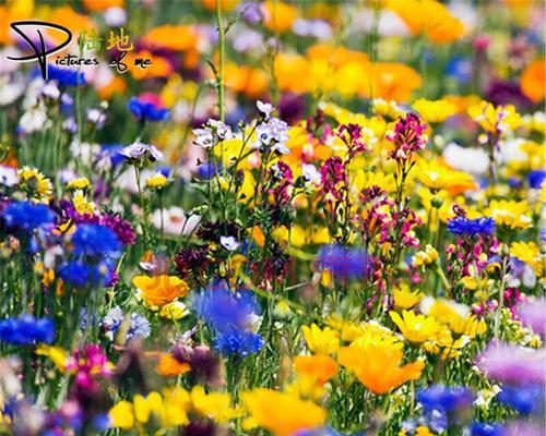 打造繁花似锦的花园，从波斯菊开始（波斯菊种子种植方法全过程，助你轻松开启花园种植之旅）