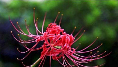 彼岸花开放后的移植（探究彼岸花的移植时机和方法）