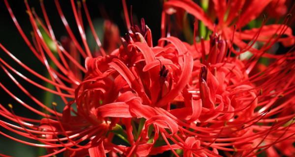彼岸花开放后的移植（探究彼岸花的移植时机和方法）