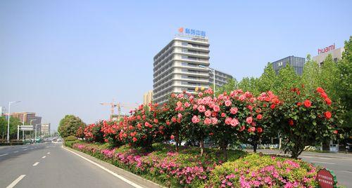 月季花的开放时机（探究月季花盛开的条件与特点）
