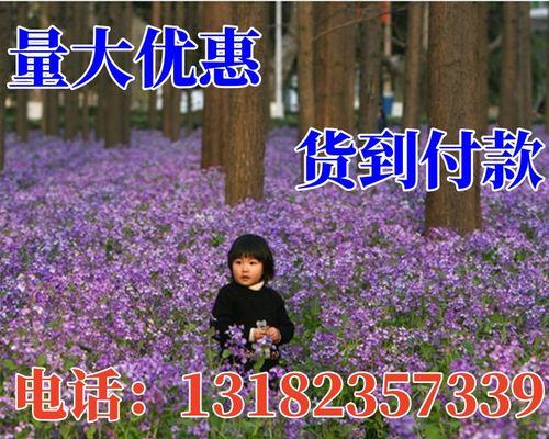 二月兰种子的最佳播种时间（如何选择最佳时机，让二月兰盛开如春）
