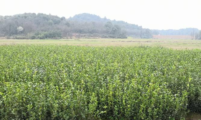 茶油树种植的条件（创建优质的种植环境，让茶油树生长茁壮）