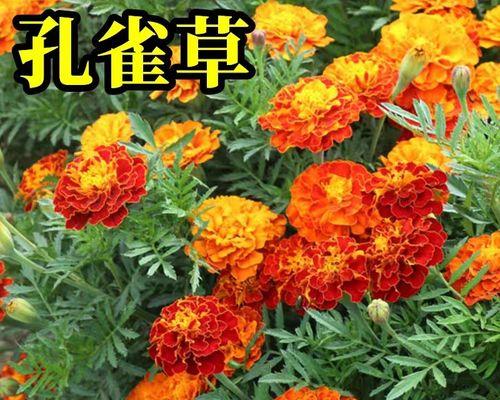 万寿菊种子的种植方法（从选购到收获，全面解析种植步骤）