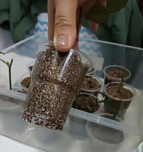 冬季扦插月季的简单易活法（快速繁殖健康美丽的月季花）