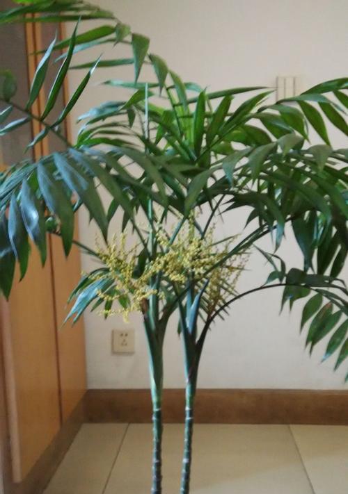 竹子，一种神奇的植物（了解竹子的科学分类和生态特征，探寻竹文化的丰富内涵）