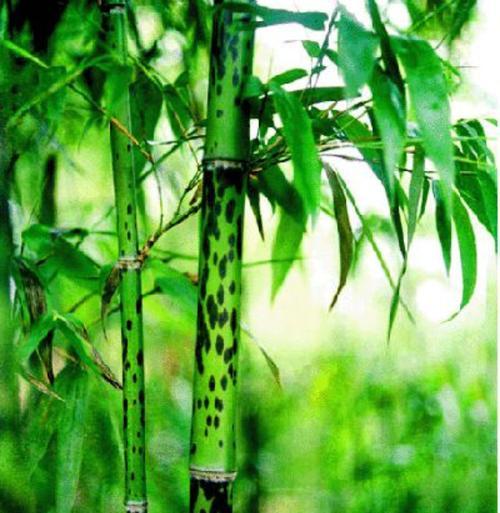 竹子，一种神奇的植物（了解竹子的科学分类和生态特征，探寻竹文化的丰富内涵）