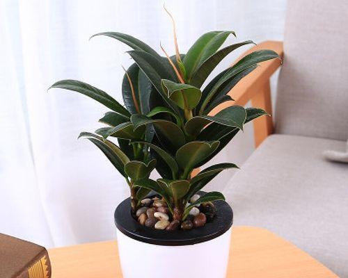 黑金刚橡皮树养殖指南（如何种植和护理黑金刚橡皮树，让它成为你家庭装饰的亮点）