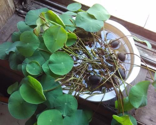 水培睡莲的种植与养护（无土栽培秘籍，让睡莲在水中舒展生命）