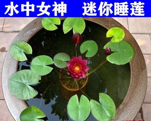 水培睡莲的种植与养护（无土栽培秘籍，让睡莲在水中舒展生命）