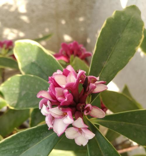 如何养好瑞香花（繁花似锦，生机盎然，）