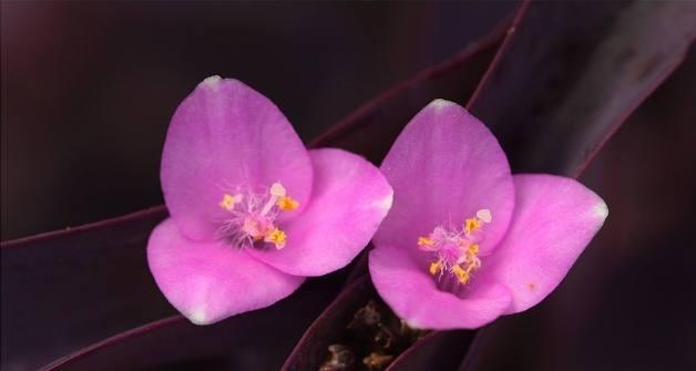 紫鸭跖草的养殖全指南（打造高产、高品质的紫鸭跖草种植园）