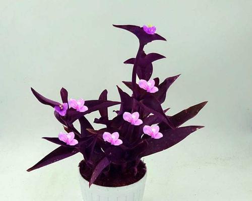 紫鸭跖草的养殖全指南（打造高产、高品质的紫鸭跖草种植园）