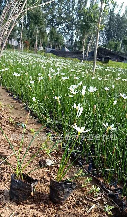 白花葱兰生长特性的探究（从生长环境到繁殖方式，揭秘白花葱兰的种种特性）