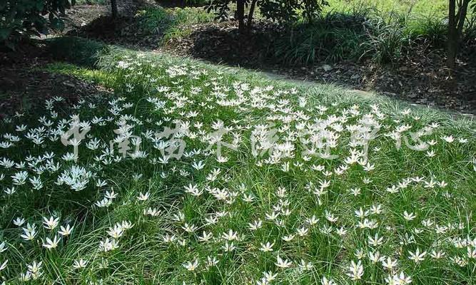 白花葱兰生长特性的探究（从生长环境到繁殖方式，揭秘白花葱兰的种种特性）