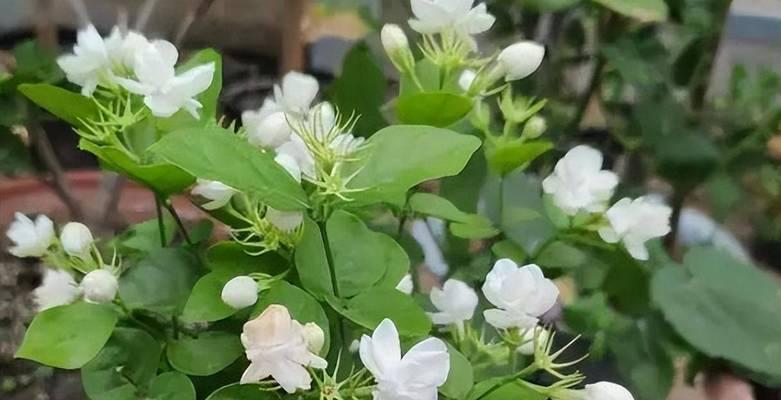 茉莉花的养护（让茉莉花绽放美丽的花香）