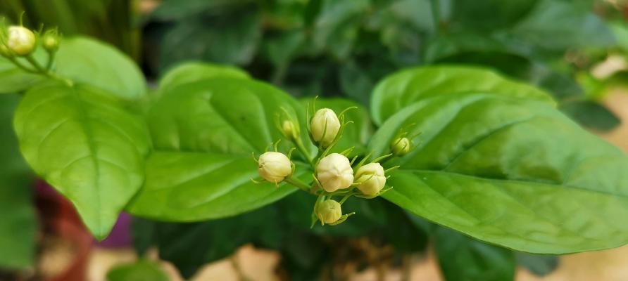 茉莉花的养护（让茉莉花绽放美丽的花香）