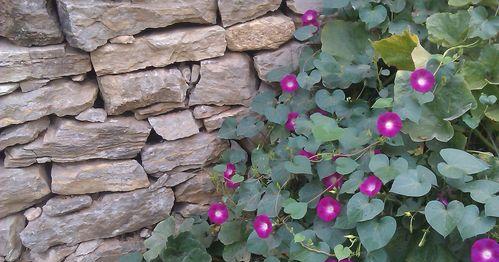 牵牛花种植方法详解（如何在家中成功种植牵牛花？）