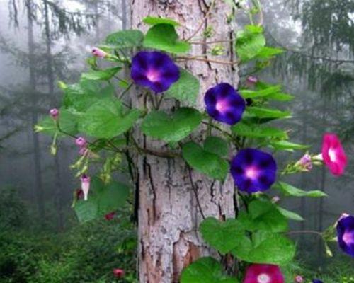 牵牛花种植方法详解（如何在家中成功种植牵牛花？）