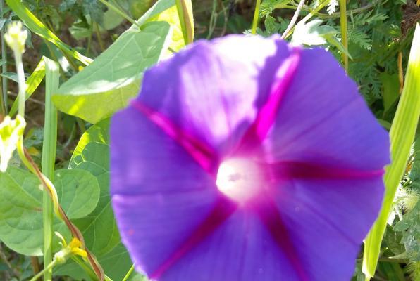 牵牛花种植方法详解（如何在家中成功种植牵牛花？）