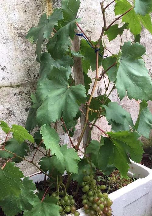 盆栽葡萄的种植技巧（从选种到养护，打造居家小葡萄园）