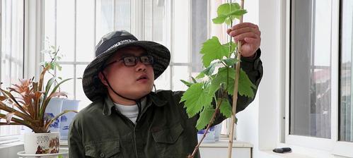 盆栽葡萄的种植技巧（从选种到养护，打造居家小葡萄园）