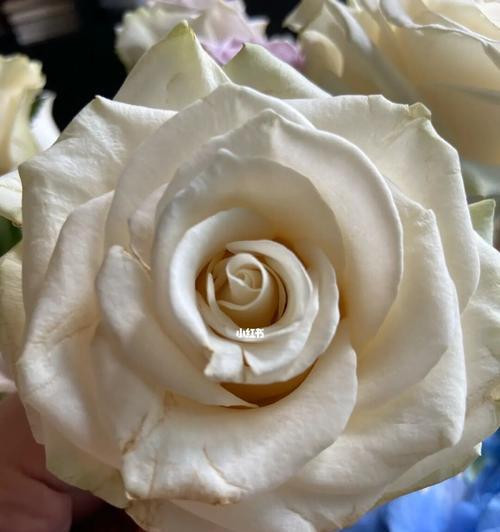 玫瑰水培的种植技巧（如何在家里种植一株美丽的玫瑰花？）