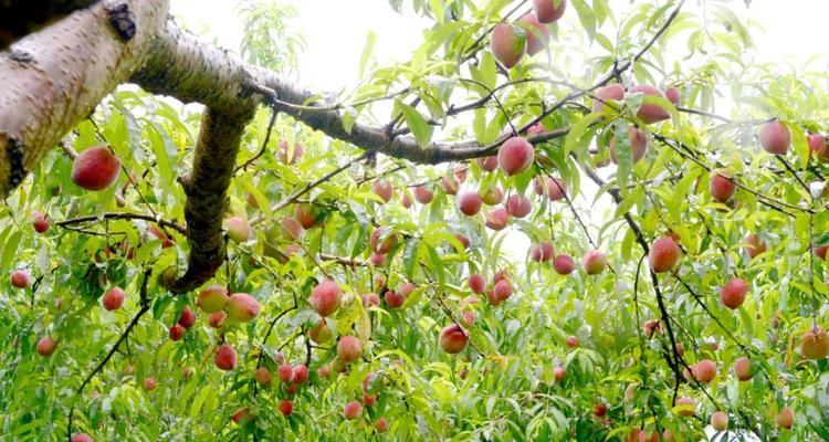 如何种植和管理健康的桃树（从种子到果实，全面了解桃树的养护和管理技巧）