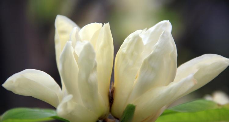 辛夷花与玉兰花的区别（从花型、花色、花期等方面进行比较）