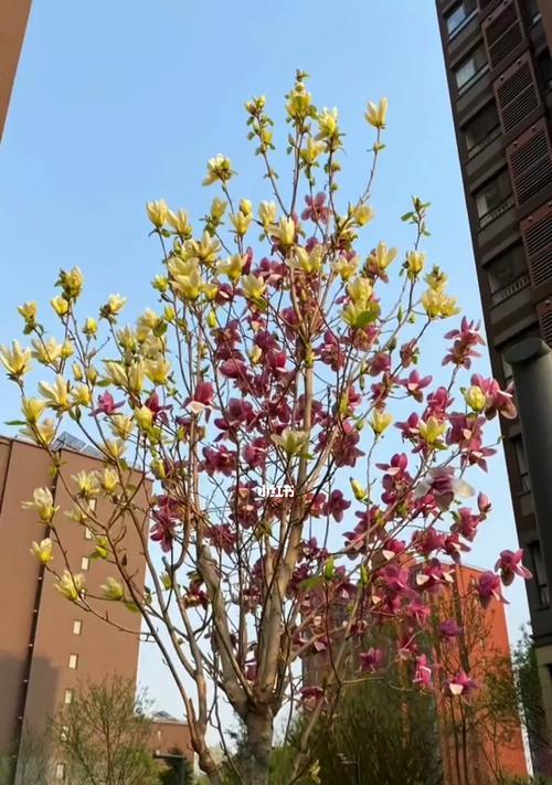 辛夷花与玉兰花的区别（从花型、花色、花期等方面进行比较）