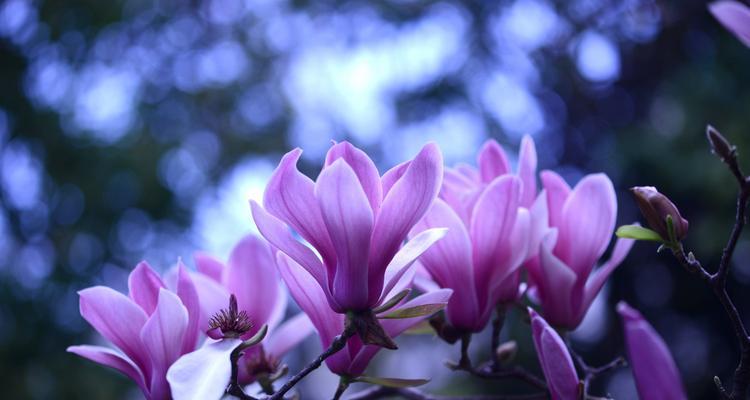 辛夷花与玉兰花的区别（从花型、花色、花期等方面进行比较）