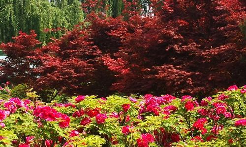 迎接春天的盛宴——牡丹花开放季节（赏花地点、花期、品种、养殖方法等详解）