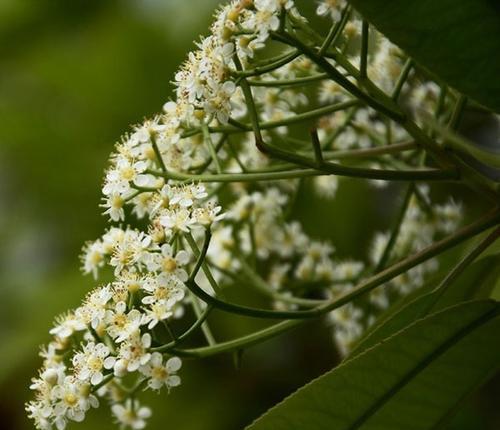 石楠花的开花时间（探究石楠花的花期和开花规律，为石楠花爱好者提供参考。）