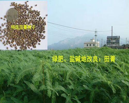 打造自己的梦幻草坪——种草籽的方法（从选购到种植，一步步教你如何种好草坪）