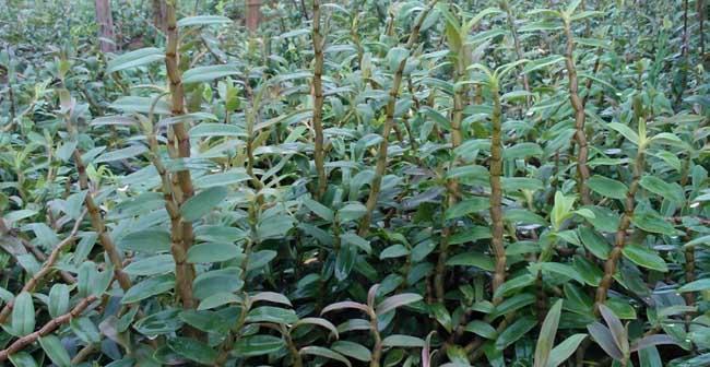 铁皮石斛的种植技巧（从选址到养护，全方位指导）