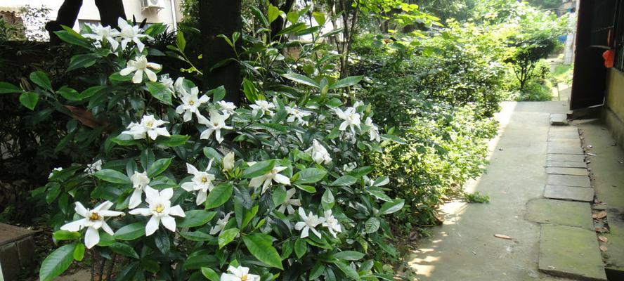 小叶栀子花的开花频率（一年开几次花，如何促进开花）