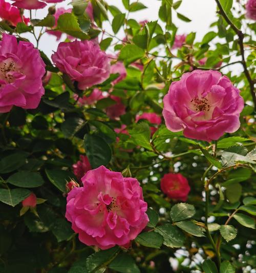 蔷薇花春季施肥详解（春季养护要点，以及施肥技巧）