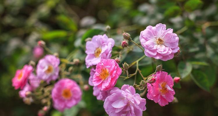 蔷薇花春季施肥详解（春季养护要点，以及施肥技巧）