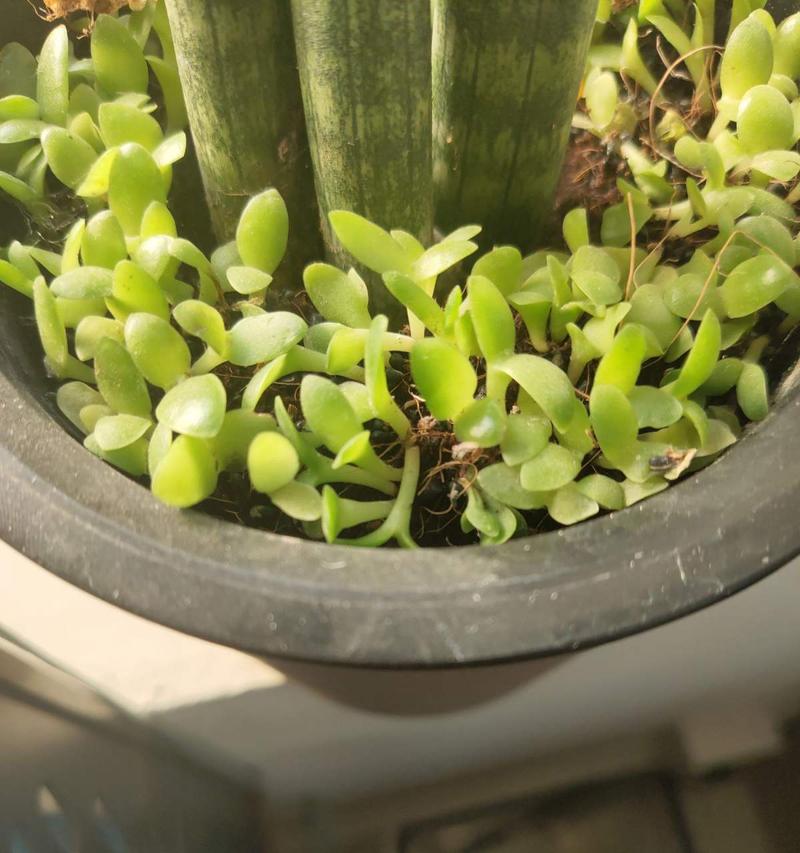 种植火龙果的全程指南（从种子到果实，轻松掌握种植技巧）