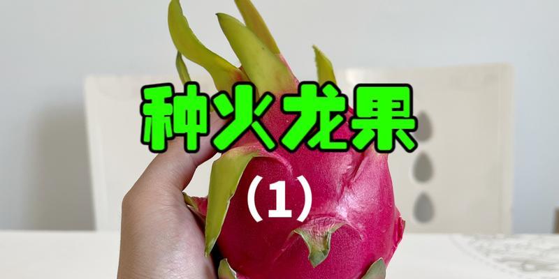 种植火龙果的全程指南（从种子到果实，轻松掌握种植技巧）