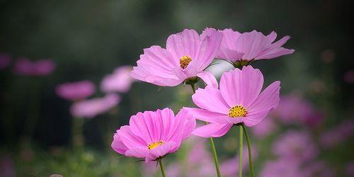 如何种植波斯菊（时间、方法、注意事项）
