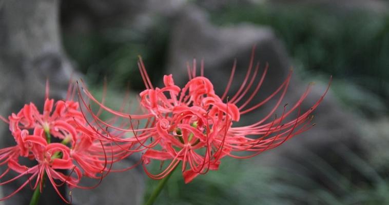 彼岸花种球种植方法与注意事项（如何培育美丽的彼岸花？）