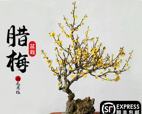 打造素心腊梅盆景的全攻略（从养护到修剪，教你一步步打理素心腊梅）