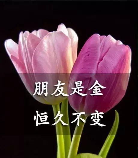 花语中的友谊（探秘传递友谊的鲜花意义）