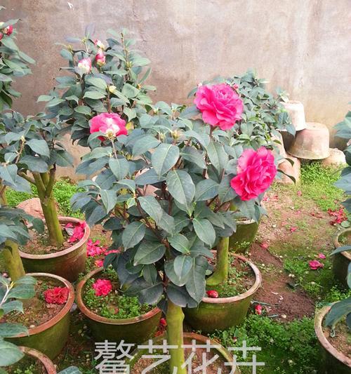 盆栽茶花三季促——打造美丽花园（以“花开不败”为目标，如何在三季中让茶花爆发？）
