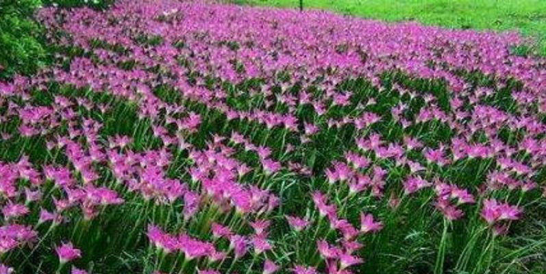 风雨花养殖方法详解（打造色彩斑斓的花海，从风雨花开始）